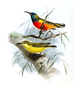 illustration of two sunbirds; the one on the top with greenish-brown upperparts, red-orange underparts, and a blue-green face, and the one on the bottom with greenish-brown upperparts and yellow underparts