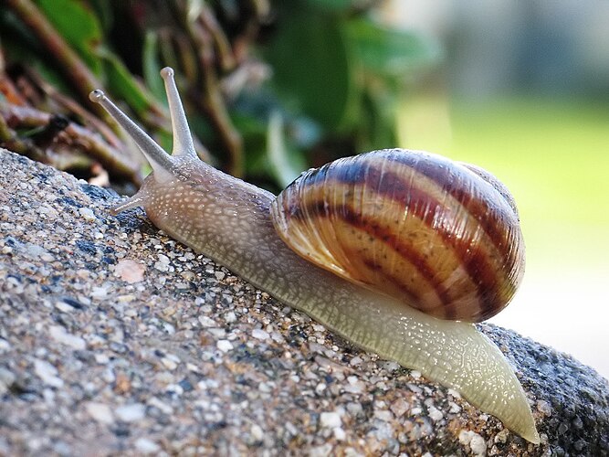 Улитка (Helix aspersa)