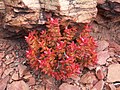 Decussate phyllotaxis of Crassula rupestris