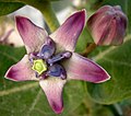 Calotropis gigantea