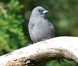 Fehérszárnyú fecskeseregély (Artamus cyanopterus)