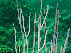 Ellisella elongata. Pinar del Río. Cuba