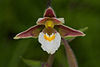 Marsh helleborine