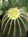 Eriocactus magnificus