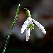 Galanthus nivalis close-up aka