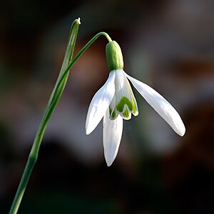 Galanthus, by André Karwath