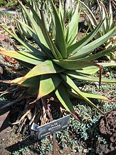 Aloe debrana (de).