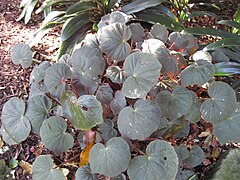 Begonia acetosa