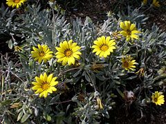 G. rigens (Jardín Botánico de Barcelona).