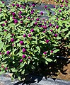 Gomphrena globosa