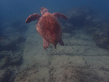 Tortue Chelonia mydas au Liban en octobre 2019.