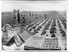 Picking crew, Bell, ~1910