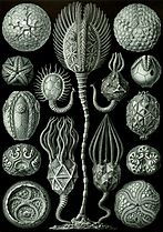 Cystoïdes par Ernst Haeckel, 1904