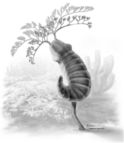 Herpetogaster collinsi reconstruction