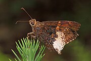 Adult, ventral view of wings.