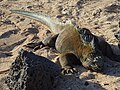 Iguana on the beach at the Charles Darwin Research Station.