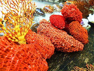 An organ pipe coral from offshore, the coral that gave the sand its pink color