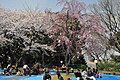 掃部山公園で花見を楽しむ市民