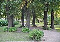 Lime Trees Pergola in late summer 2012