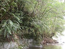 渓流沿いの岩に生える大株 和歌山県南部