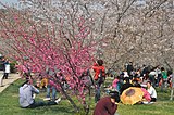 大連市龍王塘桜花園では日本と似た花見が行われる