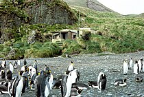 de Green Gorge Hut, in oerbliuwsel út 'e tiid fan 'e seehûnejacht