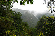 Laurisilva of Madeira