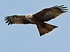 Black Kite, known in military slang as the 'shite-hawk'