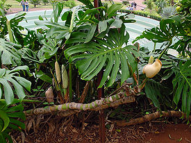 Monstera deliciosa