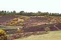 Image 88Heathland in the New Forest (from Portal:Hampshire/Selected pictures)