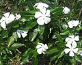 নয়নতৰা Catharanthus roseus