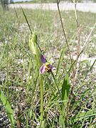 Ophrys abeille (Ophrys apifera)