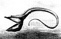 Image 49Pelican eel (from Deep-sea fish)