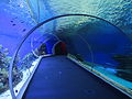 The underwater tunnel