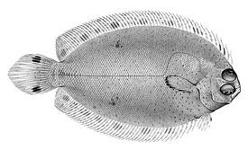 Гавайская пецилопсетта (Poecilopsetta hawaiiensis)