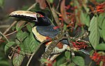 A collared aracari bird