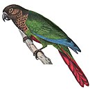 A green parrot with blue-tipped wings. Males have a red tail and underside with a brown head and neck