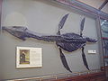 Plesiosaur