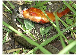 水游蛇吞食鯽魚