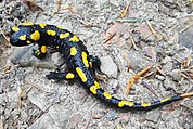 Salamandra salamandra BM3