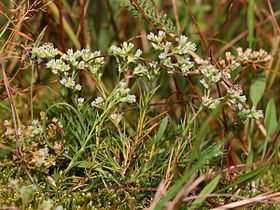 Scleranthus perennis