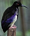 A male in Jurong Bird Park