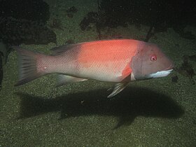 Bodião-gigante da Califórnia (Semicossyphus pulcher)