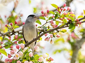 29. Platz: Mikes Makro mit Mönchsgrasmücke (Sylvia atricapilla) im LSG Frankfurter Grüngürtel