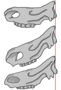 Skulls from top to bottom. S. kirchbergensis, S. hemitoechus and the woolly rhinoceros, showing the difference in head angle