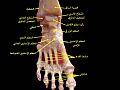 Ankle and tarsometatarsal joint. Deep dissection.Anterior view