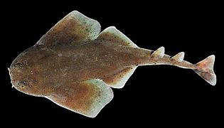 The sand devil is a ray-like shark with a color pattern of many small dark spots on a gray-brown background.