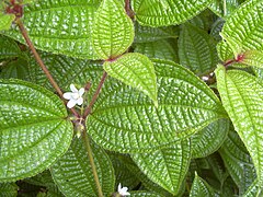 Miconia crenata[англ.]