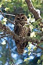 The Magdalena Mountains contain critical habitat for the threatened Mexican spotted owl.