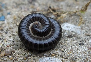 Tachypodoiulus niger, a millipede, with legs on the inside and head in the center.